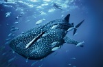 life-in-blue-tiburon-ballena